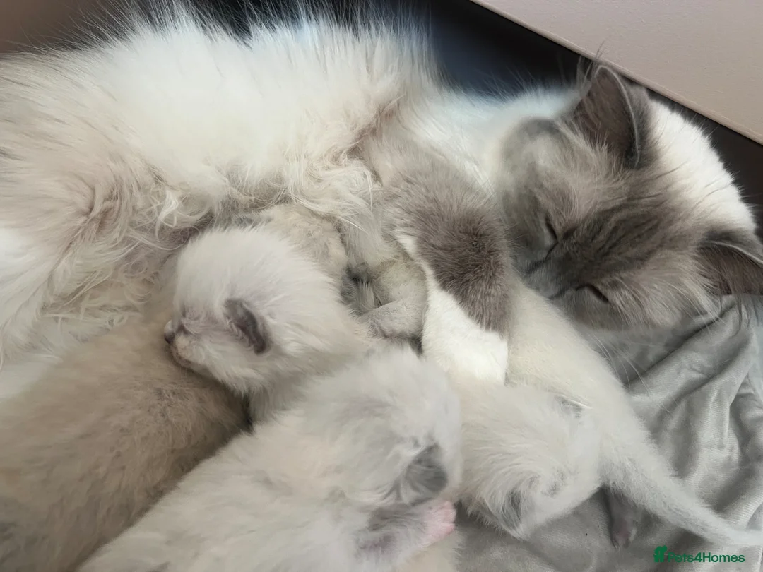 Ragdoll cats for sale: 5 beautiful fluffy ragdolls in Henley-in-Arden - Advert 2
