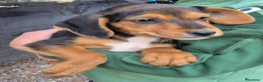 Mixed Breed 3