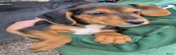 Mixed Breed dogs for sale: 4 stunning lakeland cross jrt  - Advert 5