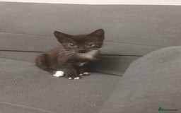 British Shorthair cats for sale: 3 kittens for sale - Image 5