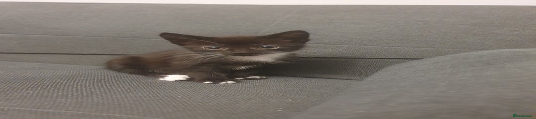 British Shorthair Kitten 3