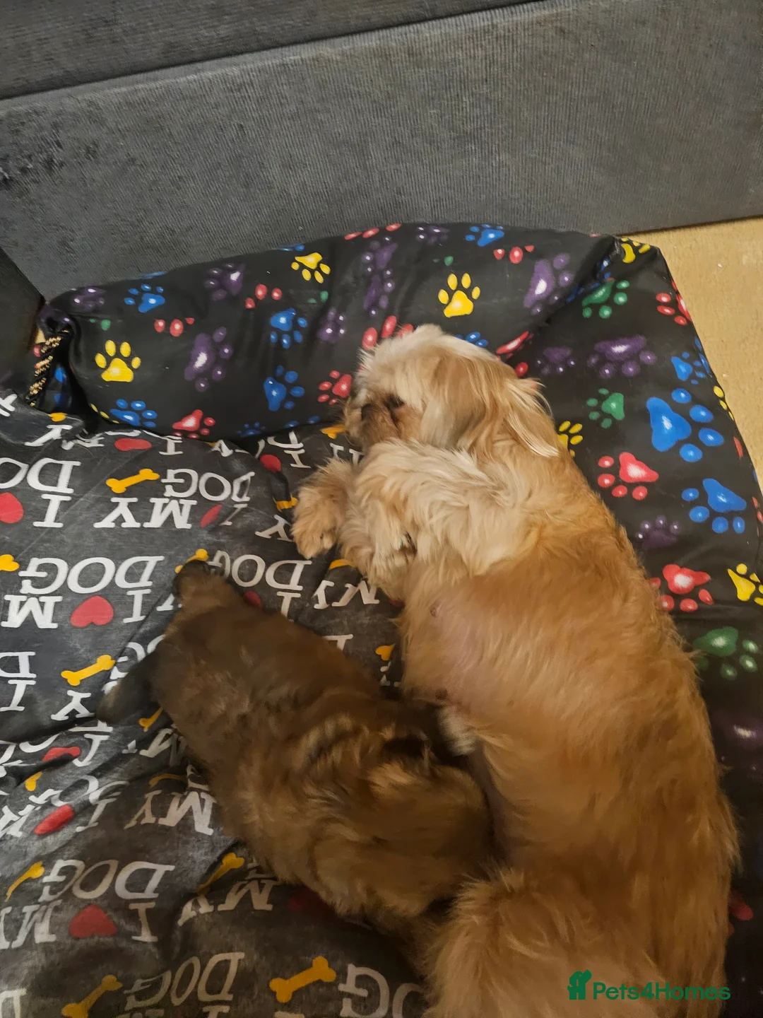 Shih Tzu dogs for sale: Shihtzu  - Advert 5