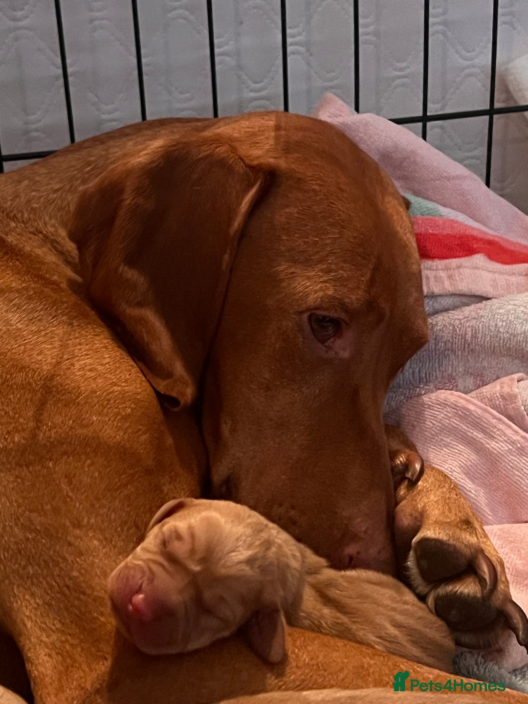 Hungarian Vizsla dogs for sale:  ❄️ Vizsla Pups Born 26/27th Dec ❄️ - Advert 9