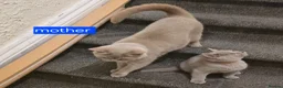 British Shorthair cats for sale: GCCF Active Parents- 6 British Shorthair Kittens - Advert 12