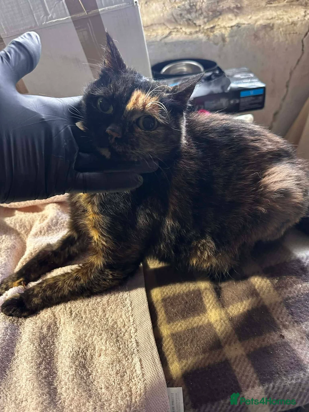 Mixed Breed cats for adoption: Emilie for adoption - Advert 5