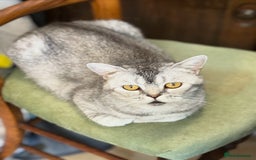 British Shorthair cats for sale: Beautiful silver black tipped girl 💕 - Image 11