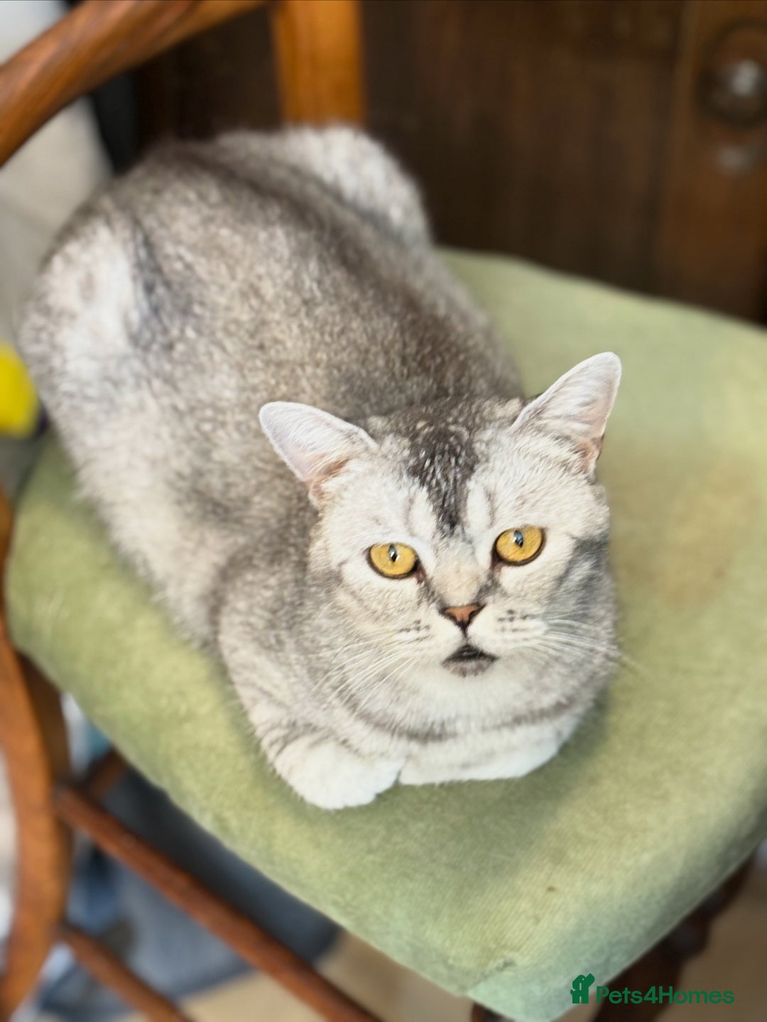 British Shorthair cats for sale: Beautiful silver black tipped girl 💕 - Image 11