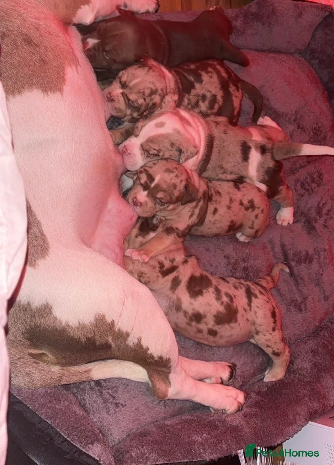 American Bully dogs for sale: 4 beautiful girl bully’s ready to go  - Advert 8