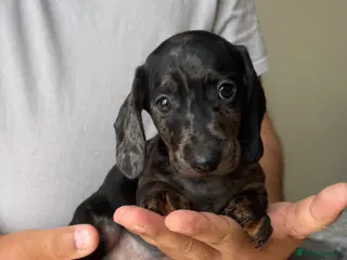 Dachshund dogs Miniature dachshund puppies - Advert 2