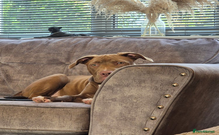 Mixed Breed dogs - Advert 4