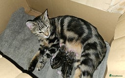 Mixed Breed cats for sale: Stunning maine coon cross kittens - Image 12