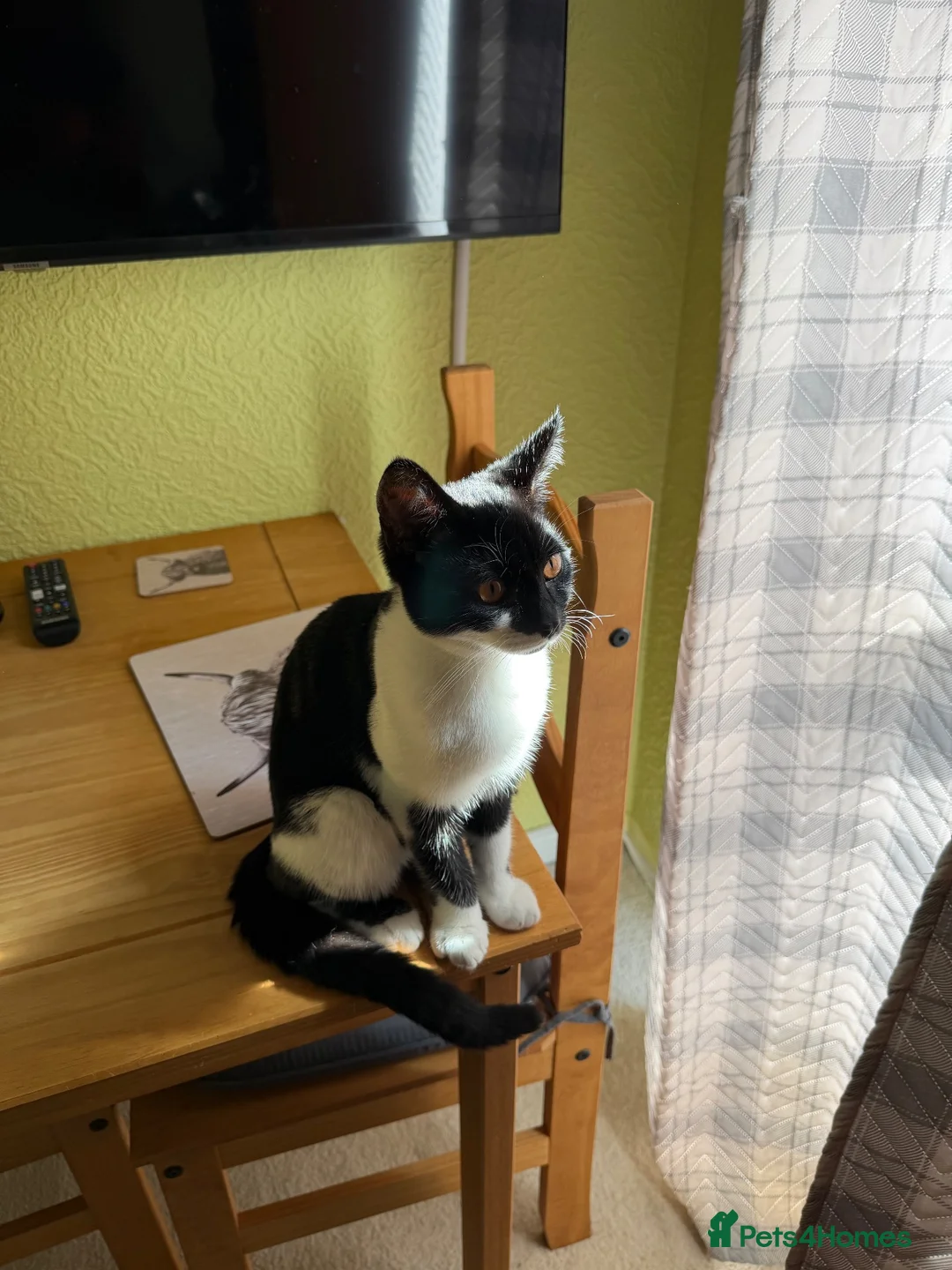 Mixed Breed cats for sale:  **  for sat in Norwich - Advert 6