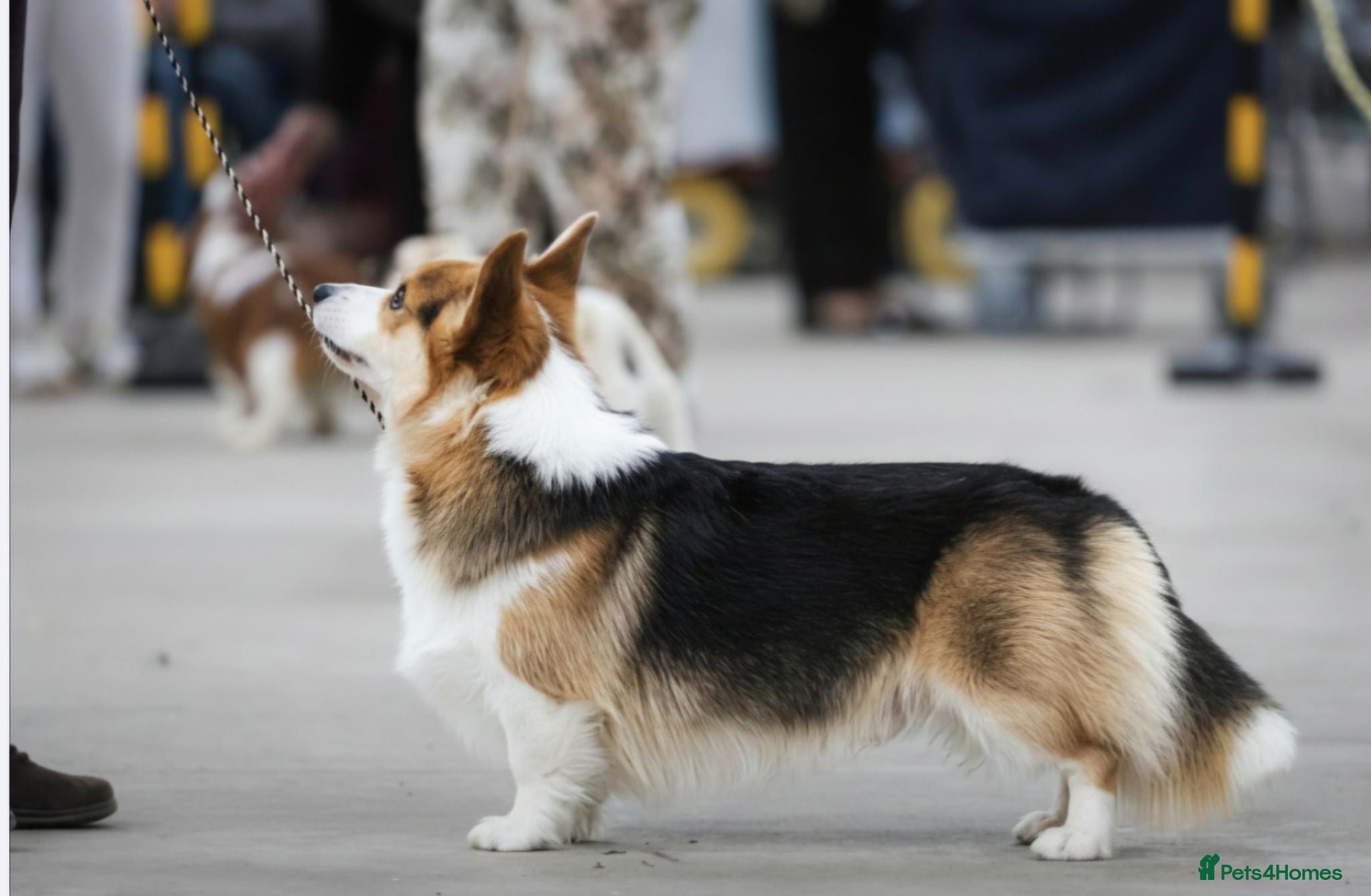 Welsh Corgi Pembroke dogs Kc reg Serbian import for stud - Advert 10