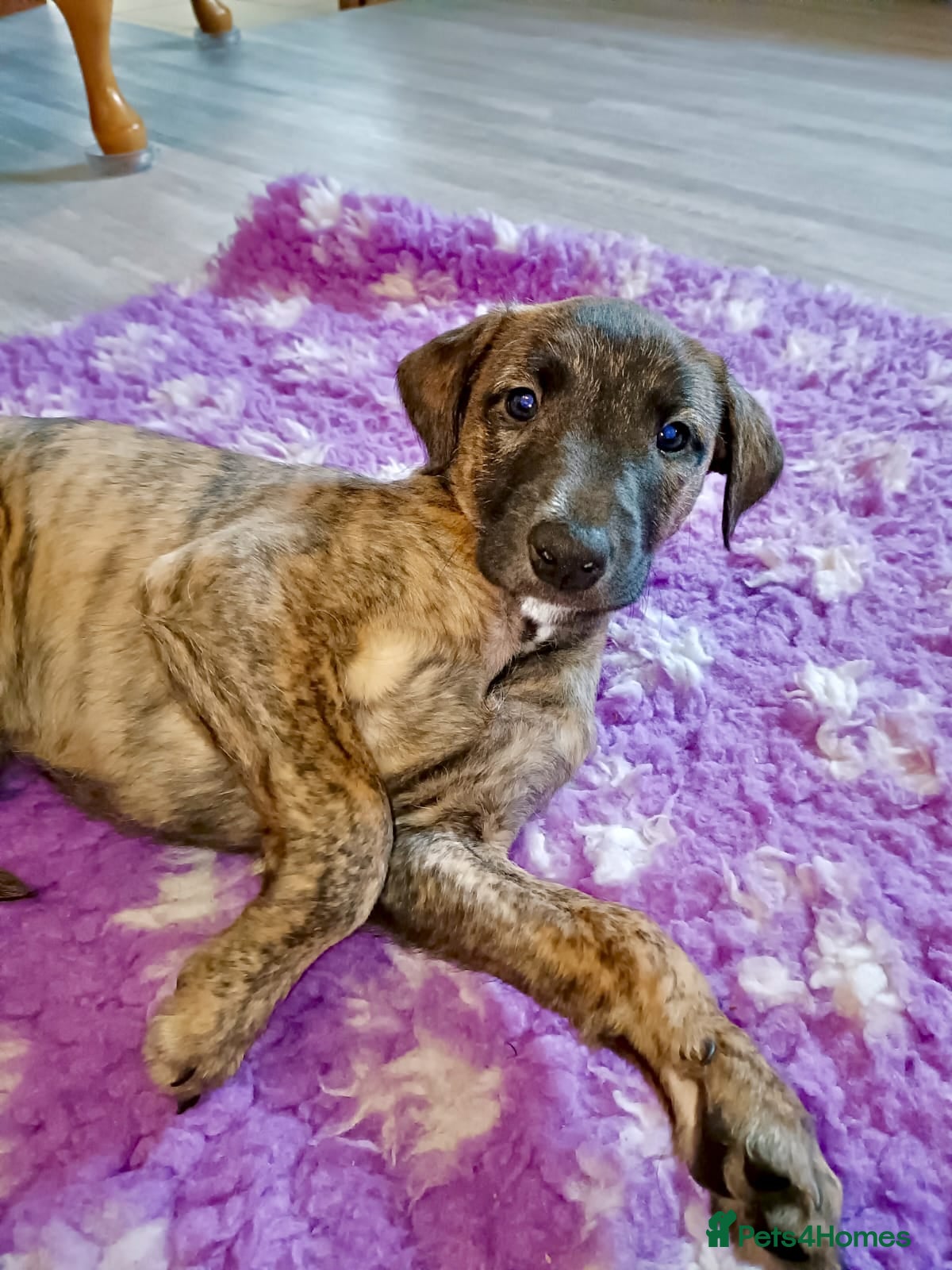 Mixed Breed dogs Stunning Bedlington Whippet Greyhound Puppies  - Advert 17