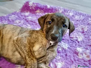 Mixed Breed dogs Stunning Bedlington Whippet Greyhound Puppies - Advert 17