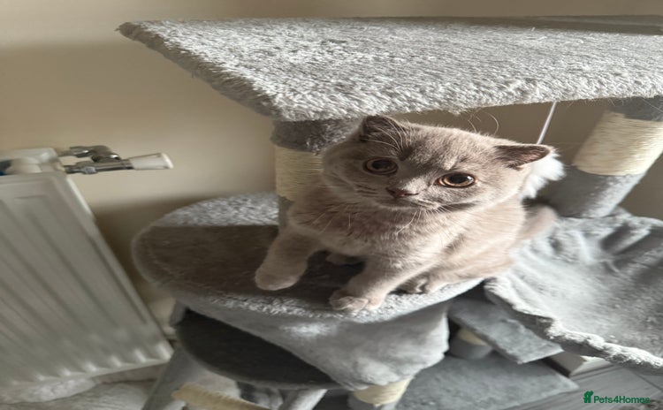 Scottish Fold cats - Advert 2