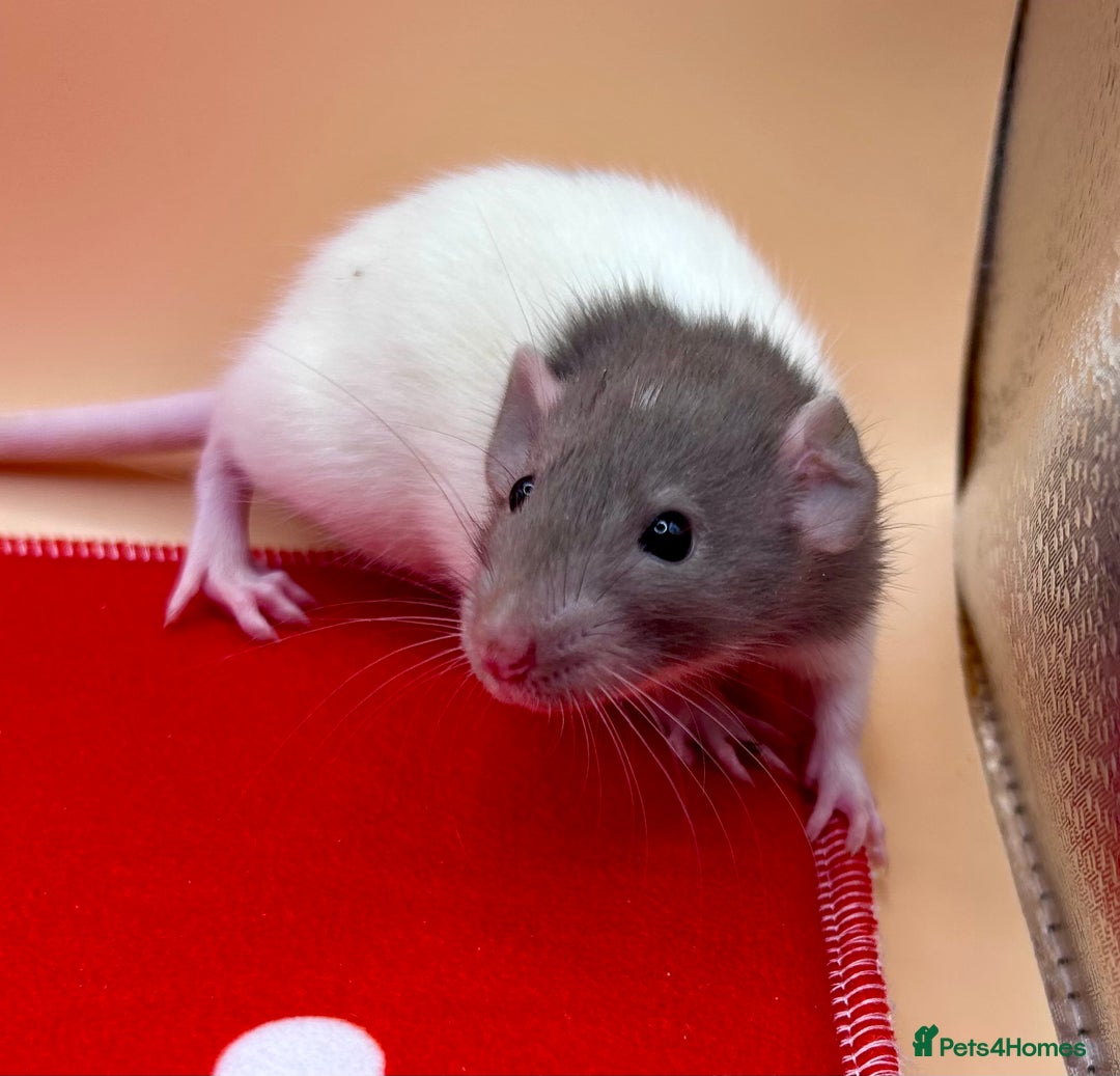 Rat rodents for sale: Pedigree Dumbo Rats - Advert 6