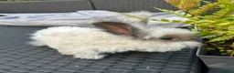 Angora rabbits for sale: Pure bred Angora bunnies £100 - Advert 5