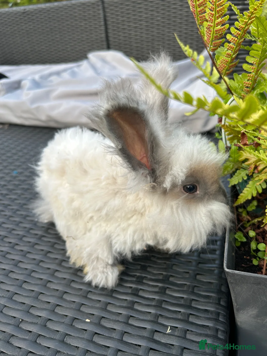 Angora rabbits for sale: Pure bred Angora bunnies £100 - Advert 2