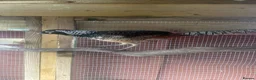 Pheasants poultry for sale: Male Lady Amherst Pheasant - Advert 1