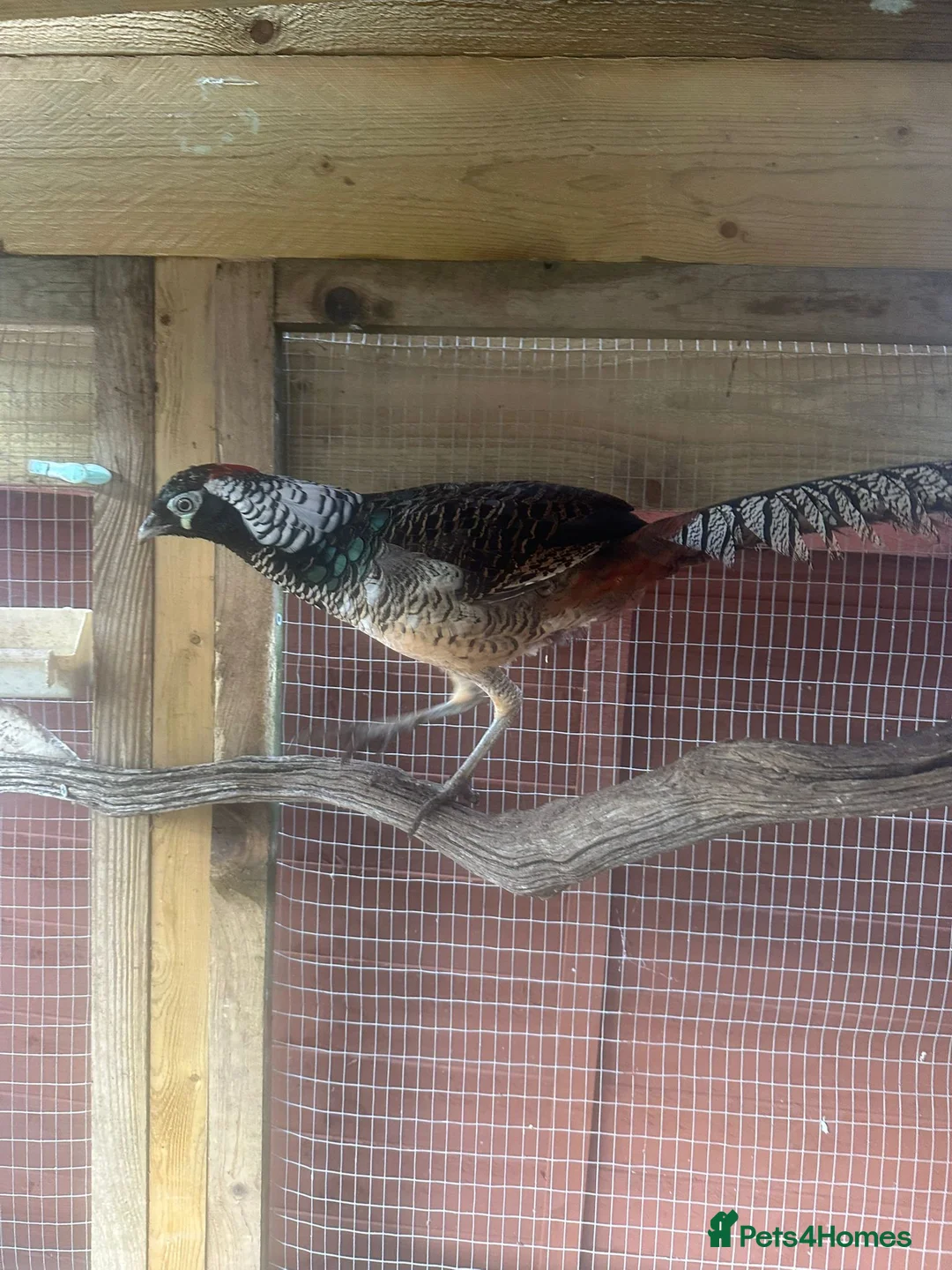 Pheasants poultry for sale: Male Lady Amherst Pheasant - Advert 1