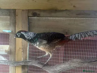 Pheasants poultry Male Lady Amherst Pheasant - Advert 1