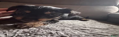 Mixed Breed Puppy 3