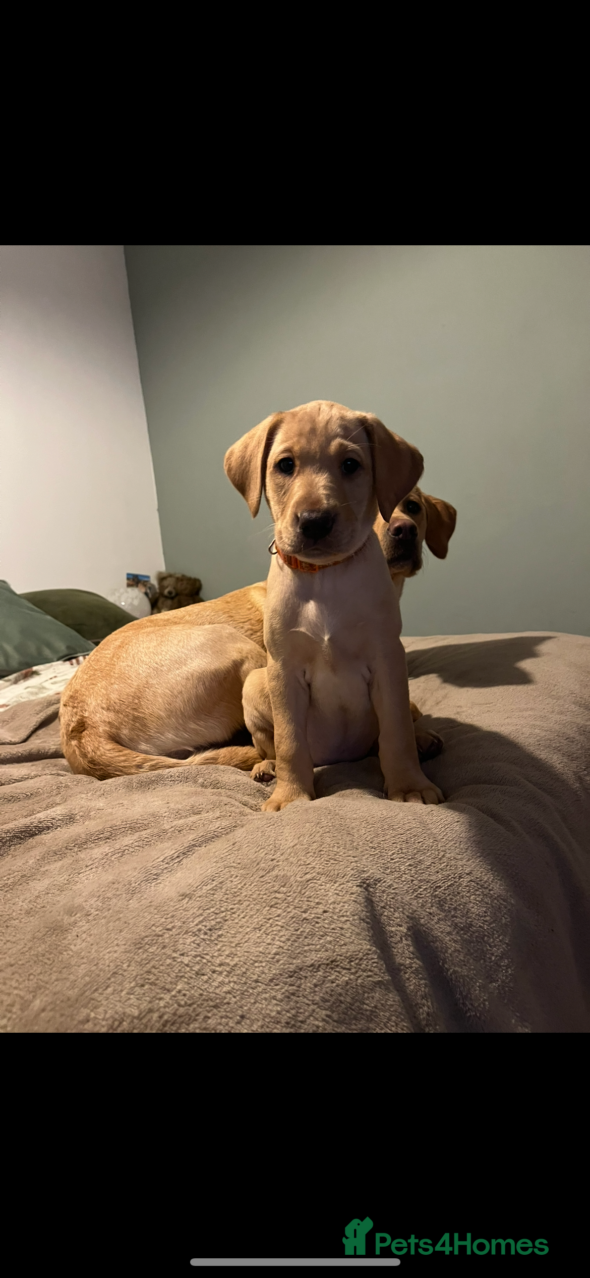 Labrador Retriever dogs KC Registered Fox Red and Yellow Labrador Puppies  - Advert 12