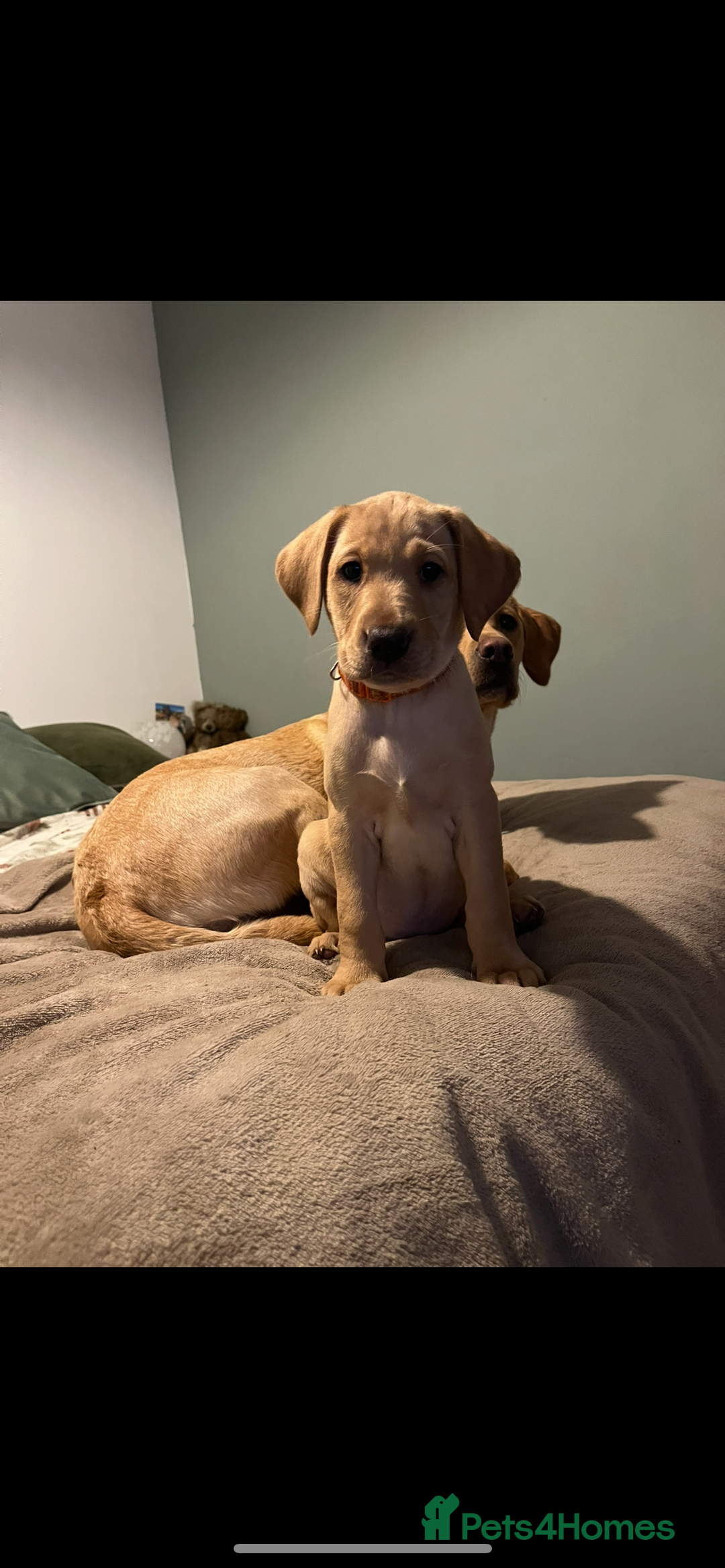 Labrador Retriever dogs for sale: KC Registered Fox Red and Yellow Labrador Puppies  - Advert 14