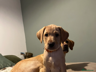 Labrador Retriever dogs KC Registered Fox Red and Yellow Labrador Puppies - Advert 16