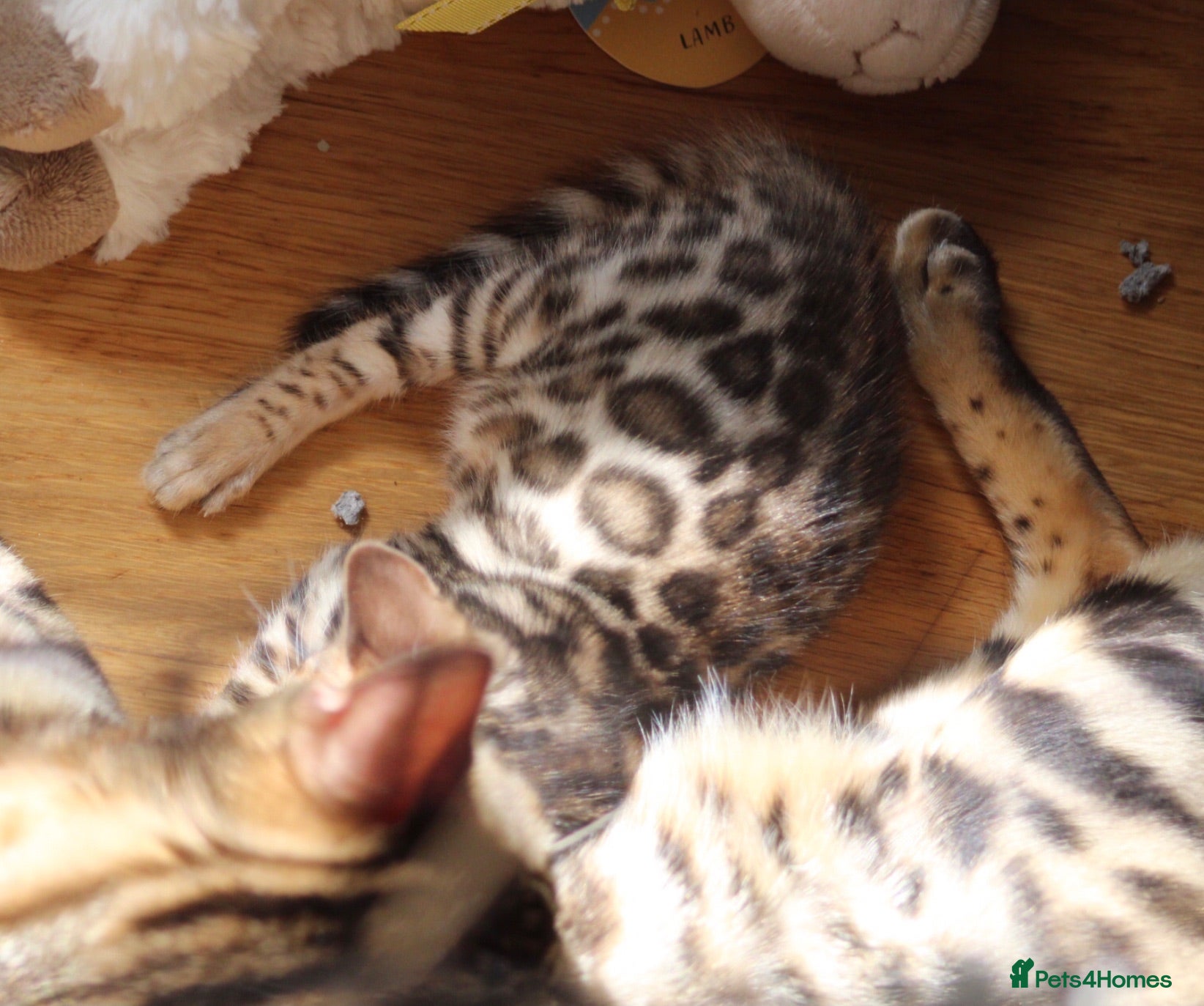 Bengal cats Gorgeous pure Bengals girl - Advert 1