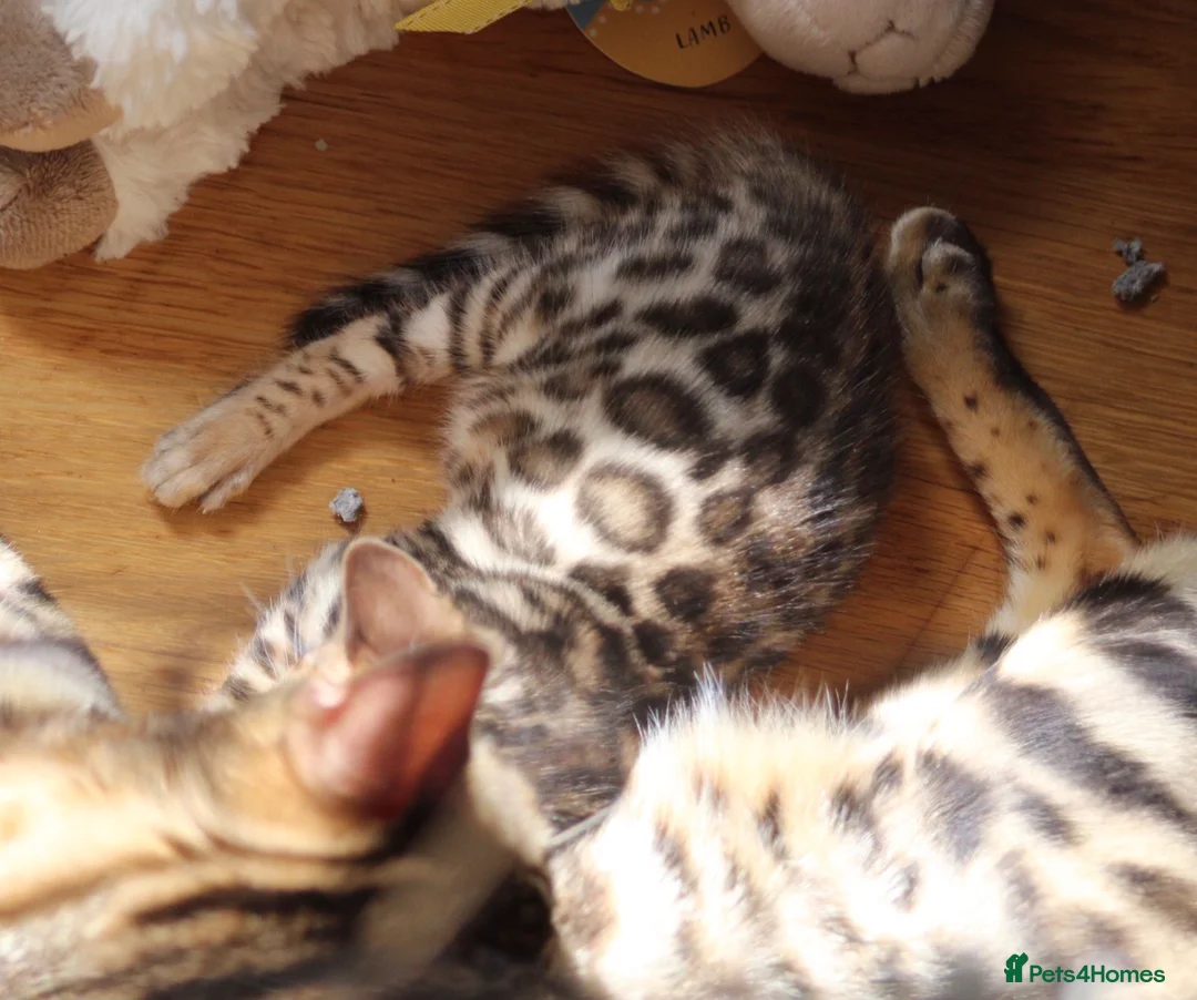 Bengal cats for sale: Gorgeous pure Bengals girl - Advert 1