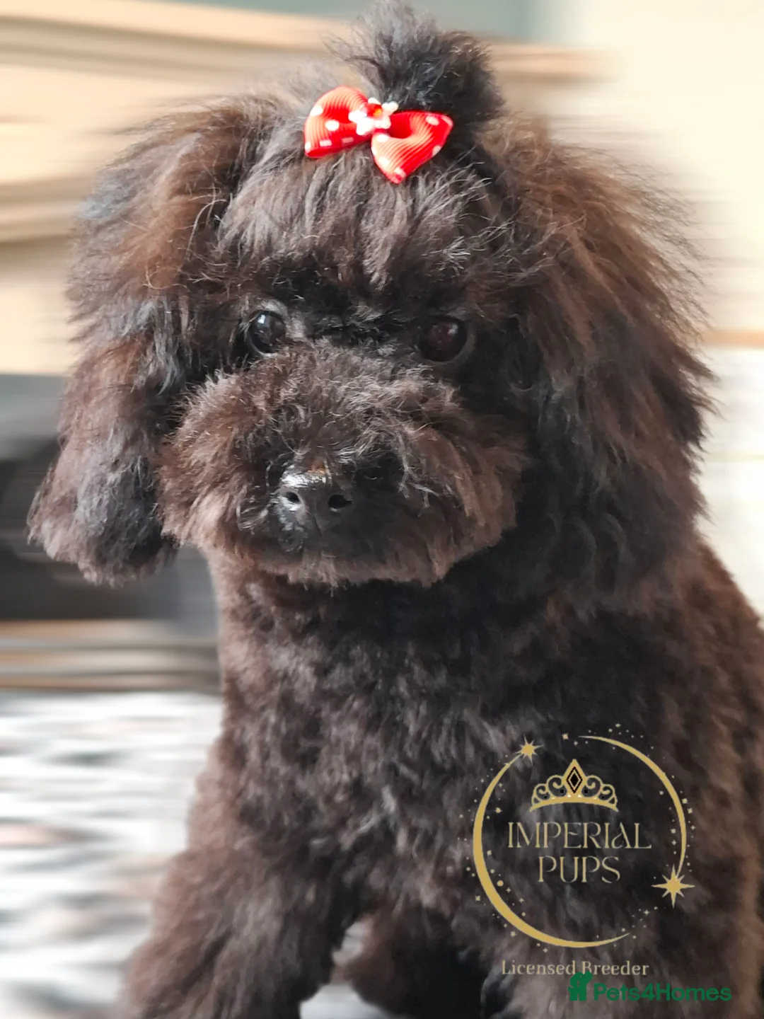 Toy Poodle dogs for sale: Asian toy poodle round eyes sable flat muzzle  - Advert 7