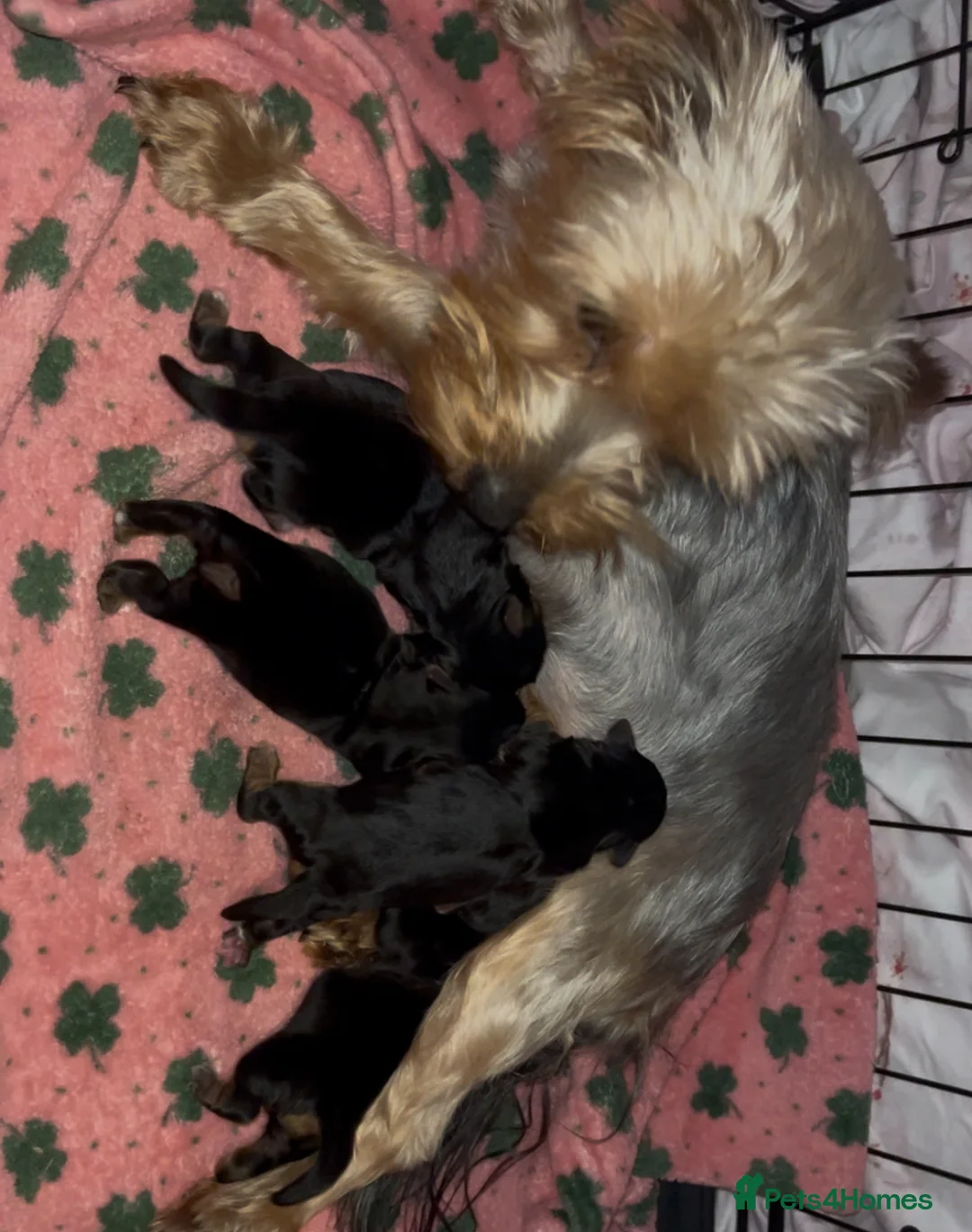 Yorkshire Terrier dogs for sale: Beautiful Standard Size Yorkshire Terrier Puppies - Advert 1