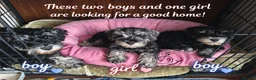 Miniature Schnauzer dogs for sale: Charming Mini Schnauzers with KC registration - Advert 2