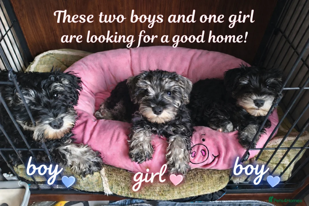 Miniature Schnauzer dogs for sale: Charming Mini Schnauzers with KC registration - Advert 2