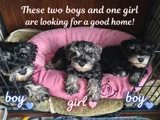 Miniature Schnauzer dogs Charming Mini Schnauzers with KC registration - Advert 1