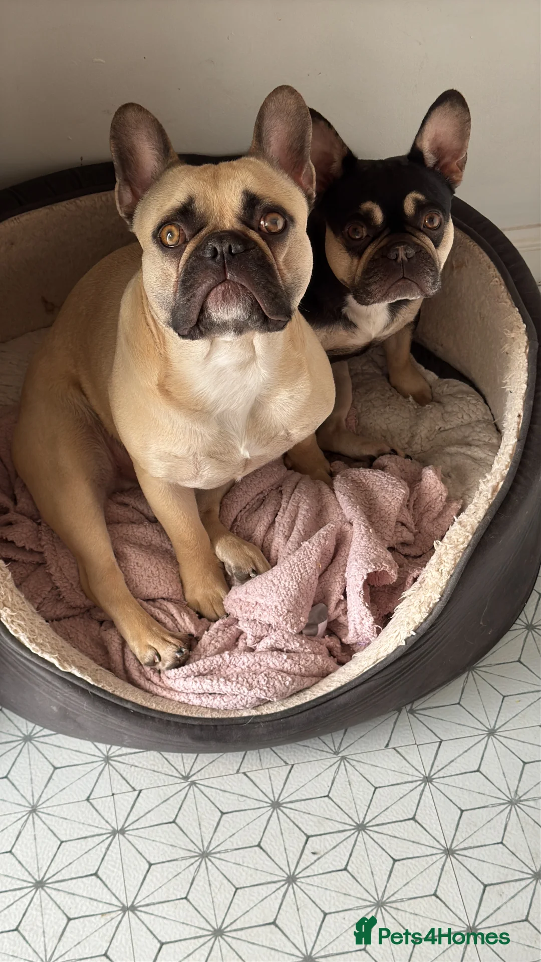 French Bulldog dogs for sale: Looking for forever home - Advert 7