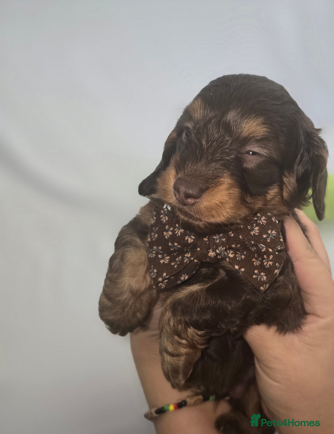 Doxiepoo dogs for sale: Adorable PRA clear daxipoos hypoallergenic  - Image 16
