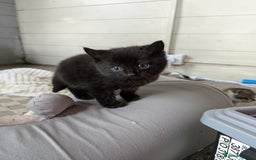 Mixed Breed cats for sale: 6 Adorable Kittens, Great Present! - Advert 7