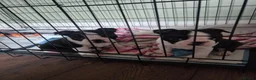 Boston Terrier dogs for sale: X2 Stunning Male Boston Terrier Puppies  in Newcastle upon Tyne - Advert 15