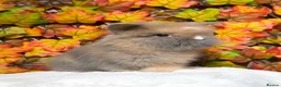 Lionhead rabbits for sale: Lion head girl and Teddywidder Boy  - Advert 2