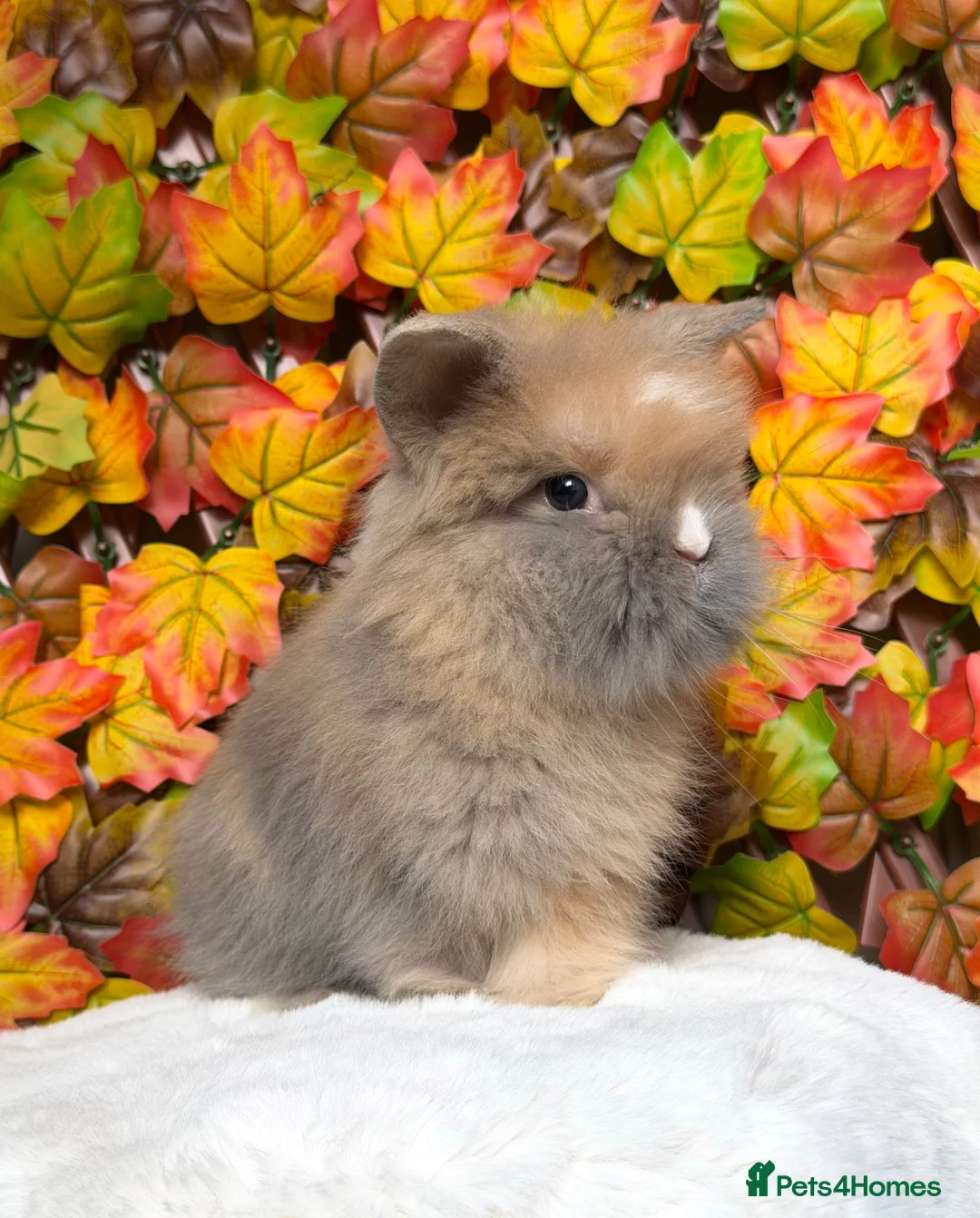 Lionhead rabbits for sale: Lion head girl and Teddywidder Boy  - Advert 2