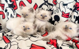 Ragdoll cats for sale: Ragdoll kittens Ready wednesday ❤️ - Image 8