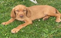 Hungarian Vizsla dogs for sale: Mark  - Image 8