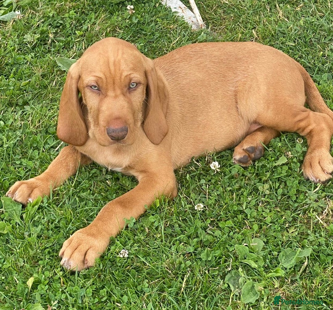Hungarian Vizsla dogs for sale: Mark  - Image 8