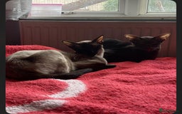 Oriental cats for sale: GCCF Oriental Shorthair Neutered Female For Sale - Image 18