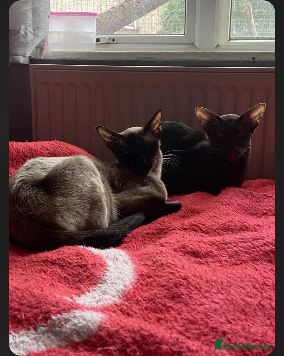 Oriental cats for sale: GCCF Oriental Shorthair Neutered Female For Sale - Image 18