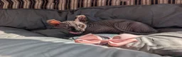 Sphynx cats for sale: Ready for reservation  - Advert 9
