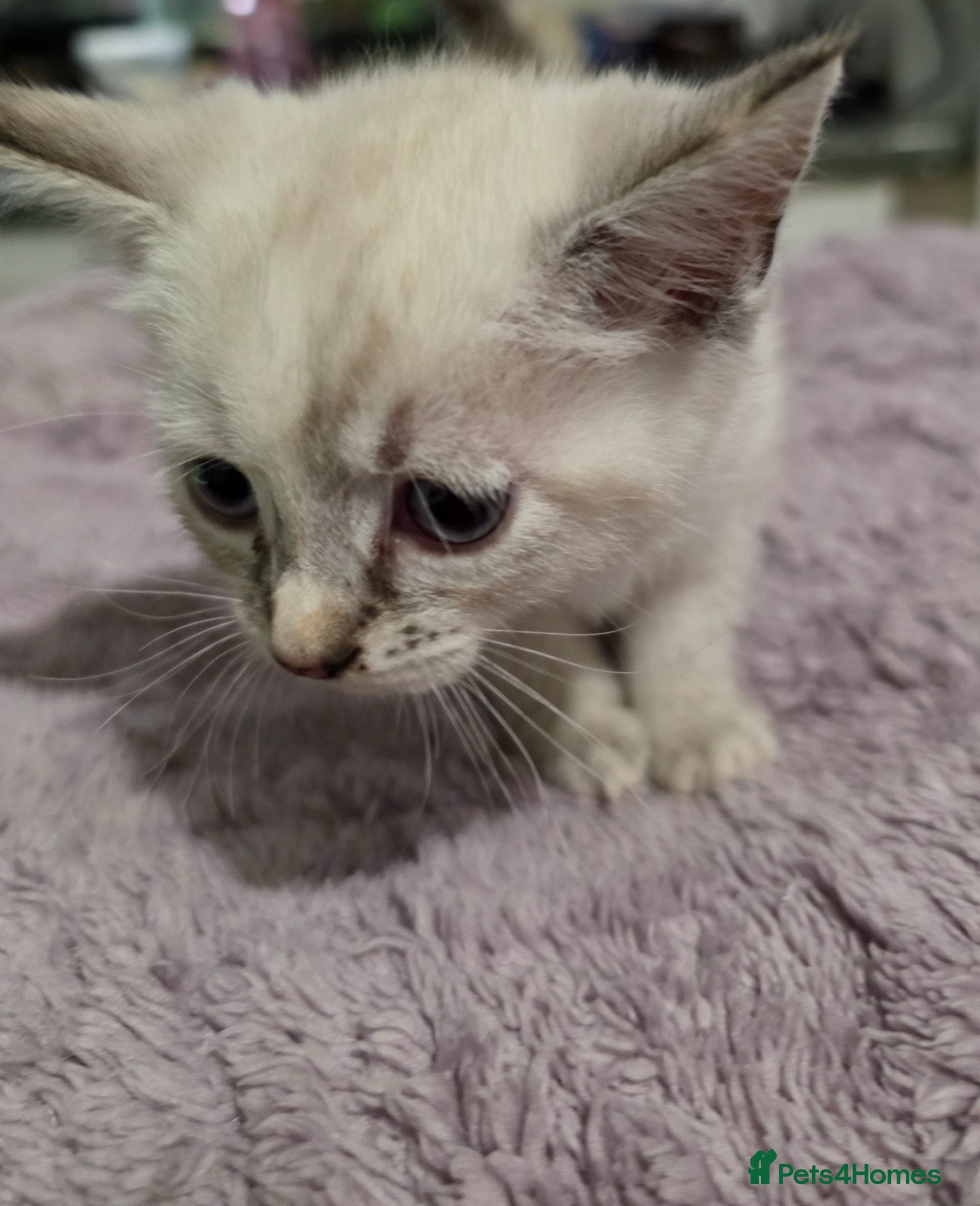 Sphynx cats for sale: 3 Beautiful female Sphynx x DSH kittens - Advert 3